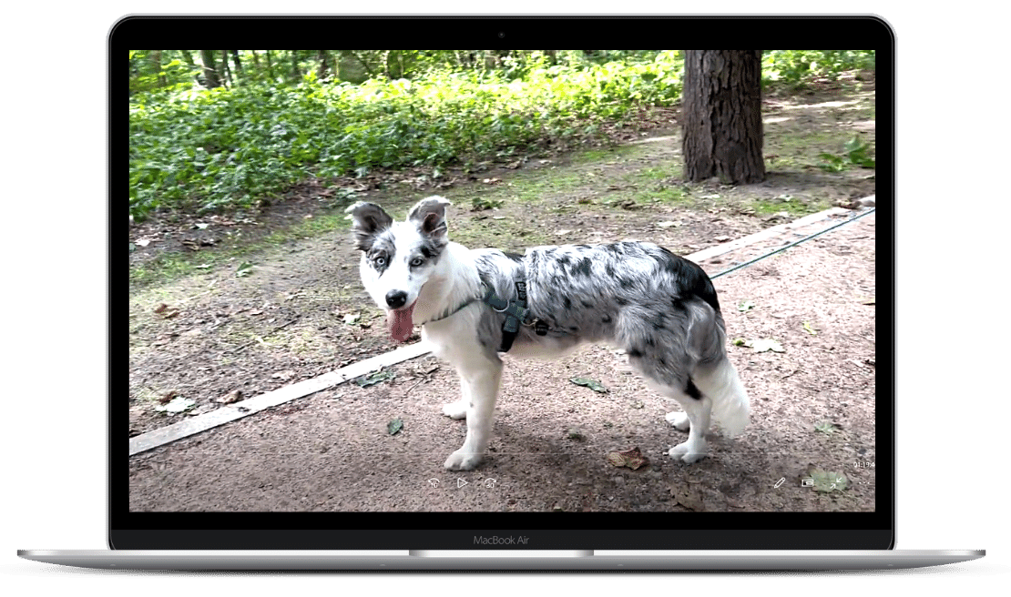 Psie Rewolucje z Magdaleną Łęczycką - Odcinek 3: Runa: Zaganianie aut, rowerów i ludzi.